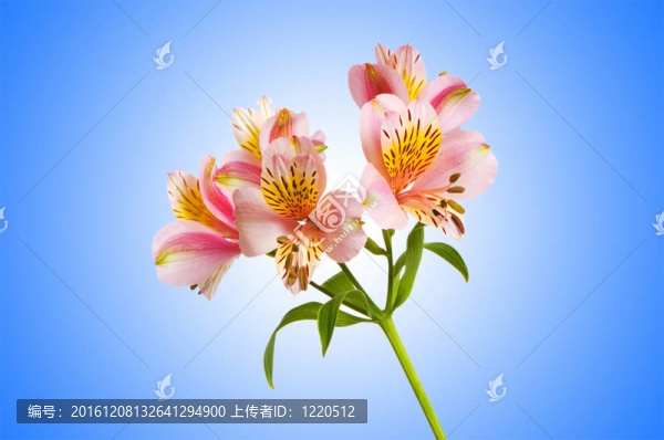 漸變背景的彩色百合
