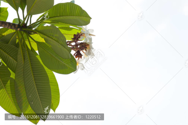 孤立背景上的葉子。