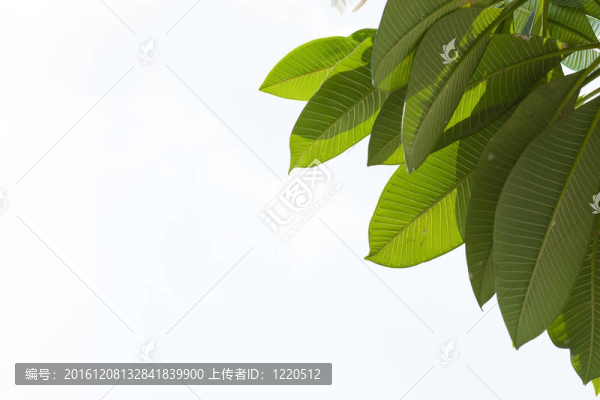 孤立背景上的葉子。