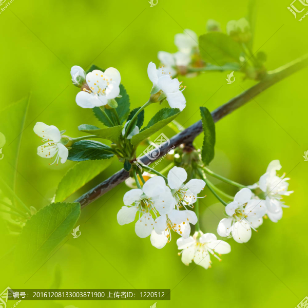 蘋果花在綠色花園的背景下綻放