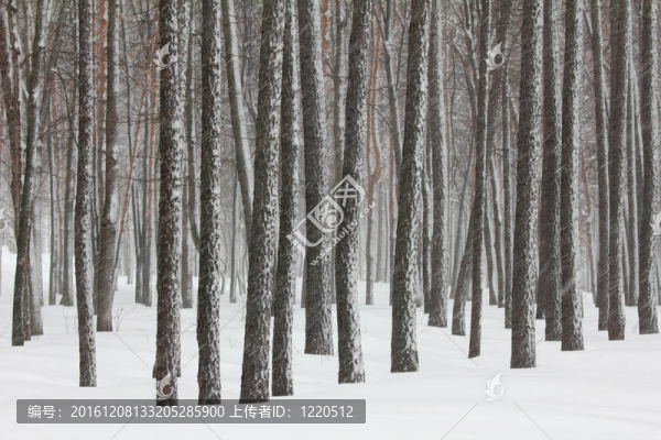 冬林降雪