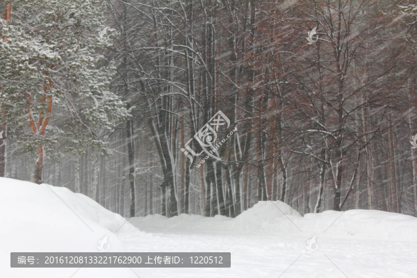 冬季公園的暴風(fēng)雪