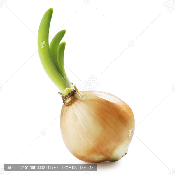 洋蔥