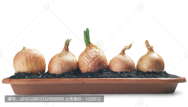 洋蔥
