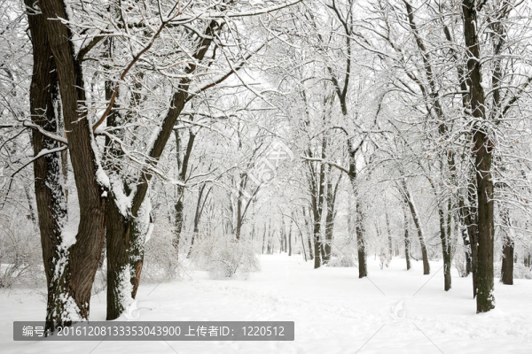 公園里的冬天--覆蓋著雪的樹(shù)