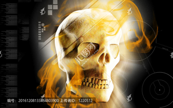人類頭骨