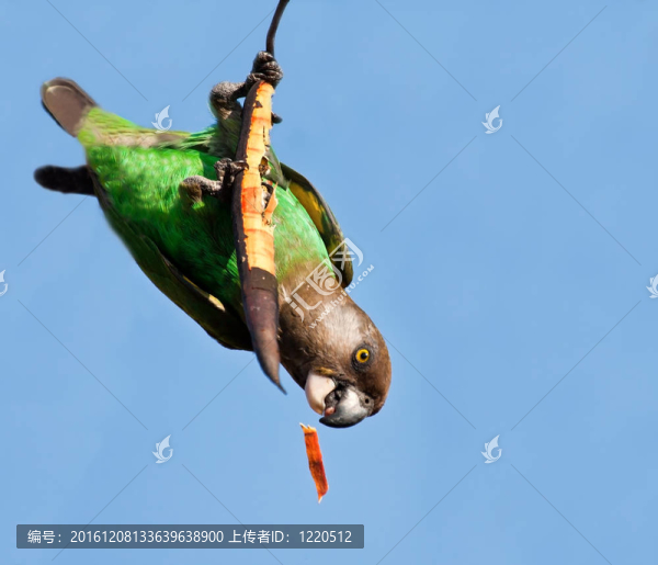 Cape,Parrot在干樹枝上進食