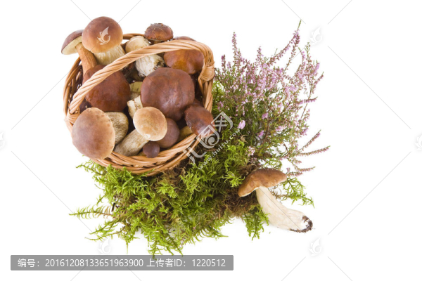 籃子里的蘑菇
