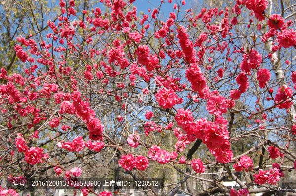 日本櫻花對藍(lán)天