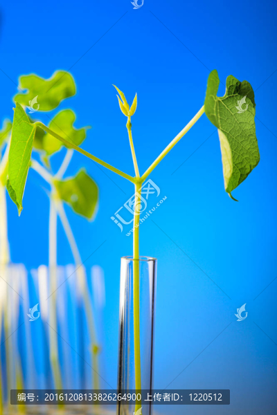 試管植物