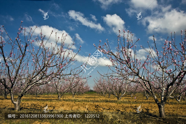 景觀與農(nóng)業(yè)領(lǐng)域的開花樹木