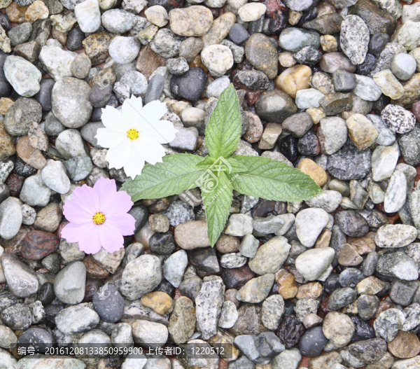 花和綠芽在石頭上