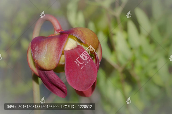 豬籠草的花
