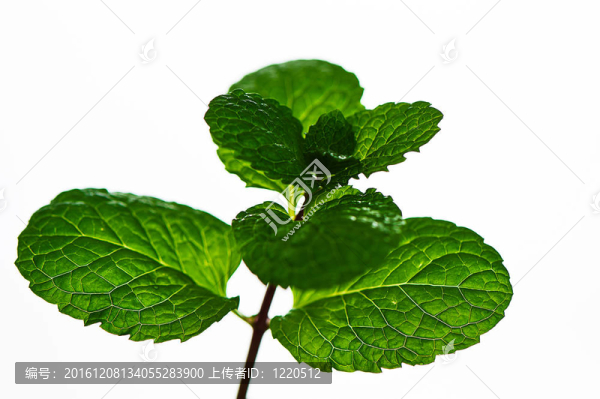 胡椒薄荷葉；白色背景上分離