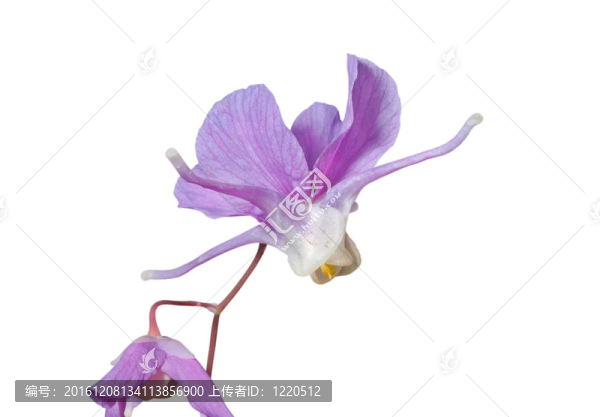 9花的barrebwort