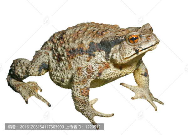 蟾蜍（Bufo,gargarizans）29