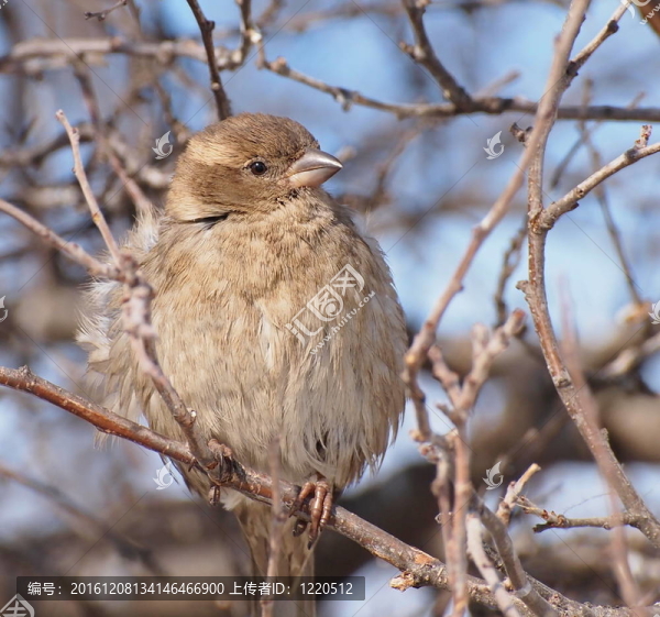 麻雀Passer,domesticus；