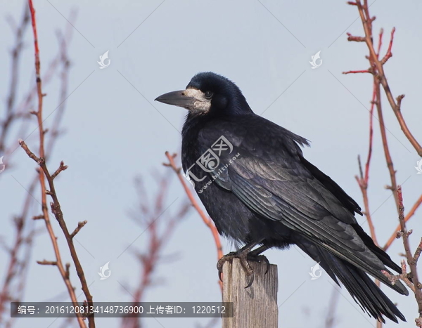 Rook（禿鼻烏鴉）