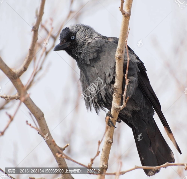 穴鳥；Corvus,monedula