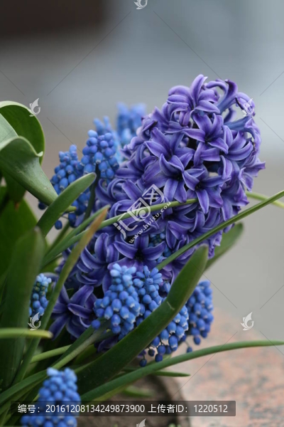 花風(fēng)信子