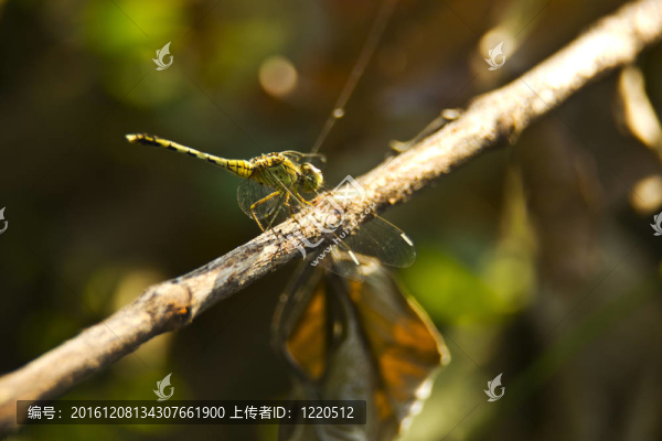 蜻蜓