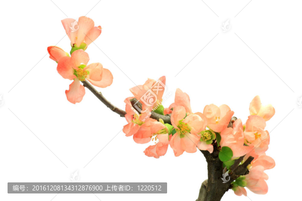 日本海棠花的