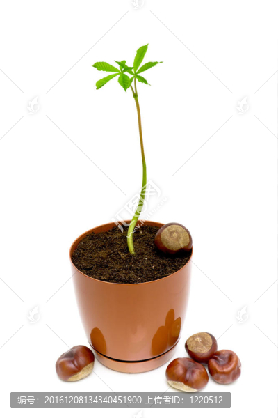白色背景花盆里的一個年輕的芽栗子