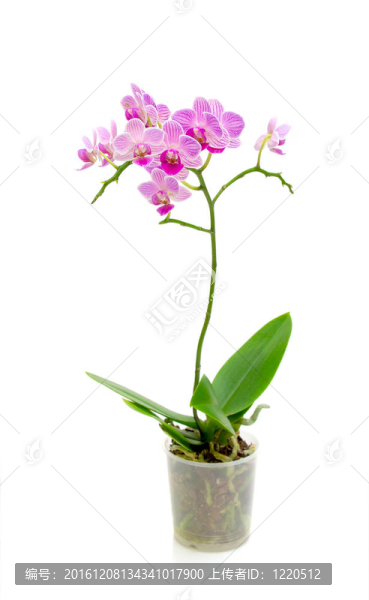 白色背景上盛開的蘭花