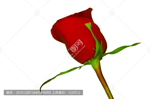 鮮紅的花，白色背景上有明亮的綠色葉子