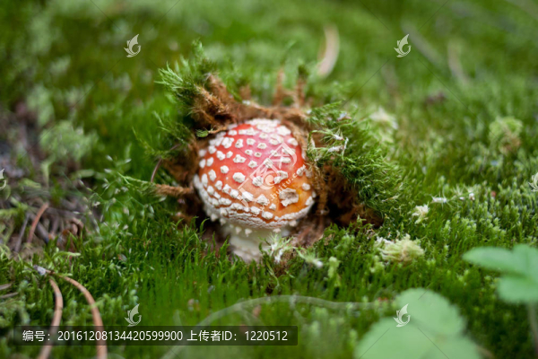 在森林里的小蘑菇