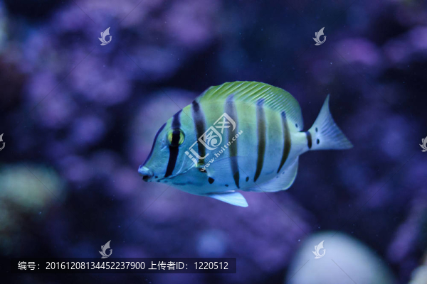 水族館里藍(lán)色魚(yú)的照片