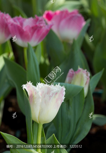 美麗的春天郁金香花在五顏六色的花園