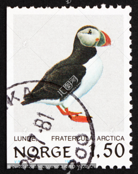 郵票挪威1981大西洋海雀；鳥