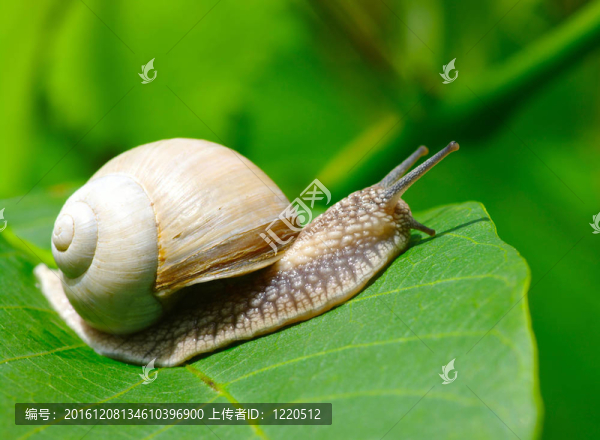 蝸牛