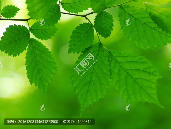 綠色的葉子