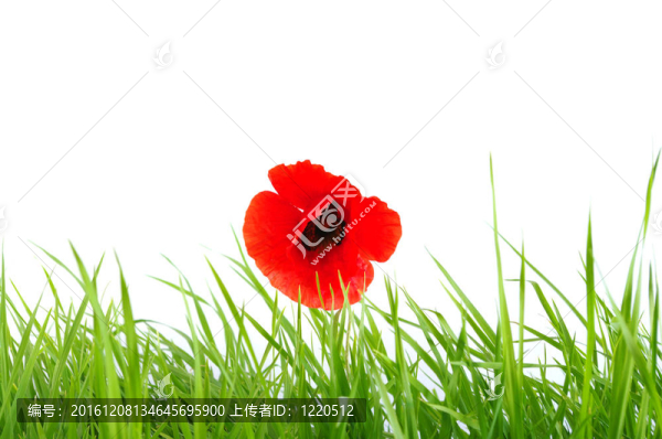 塵埃落定
