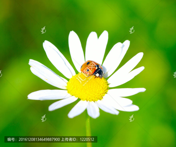 瓢蟲