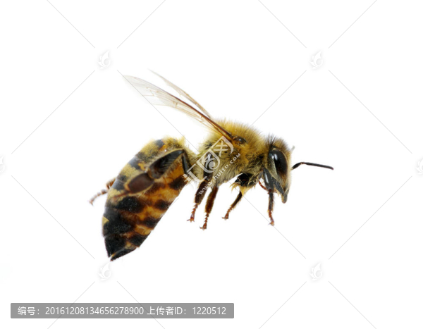 蜜蜂