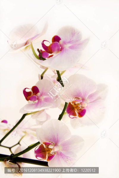 白蘭花