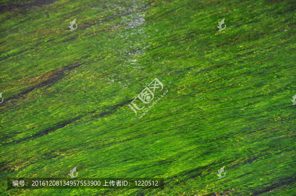 河流中的藻類