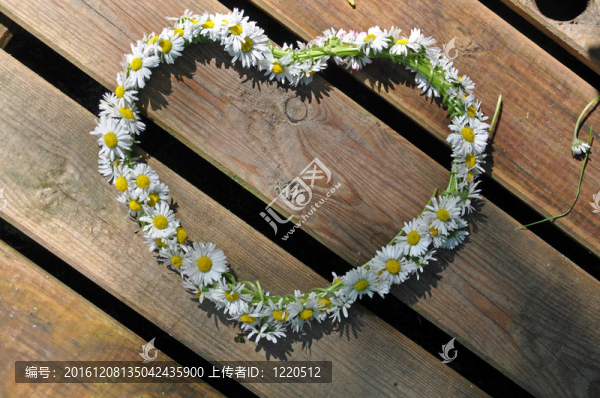 心臟符號(hào)，雛菊