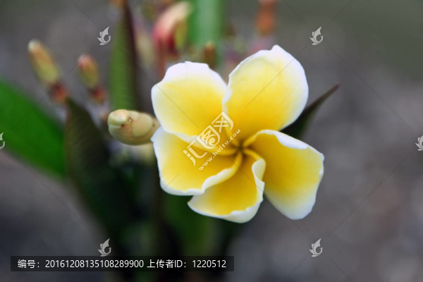 雞蛋花切割