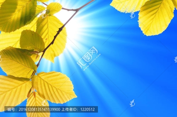 綠色的葉子