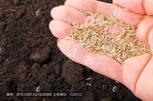 播種的手
