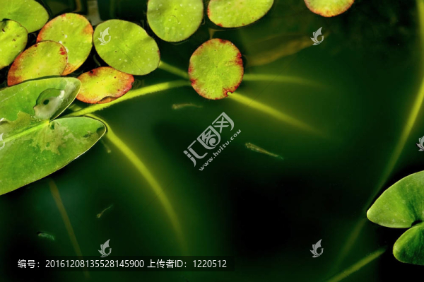 睡蓮