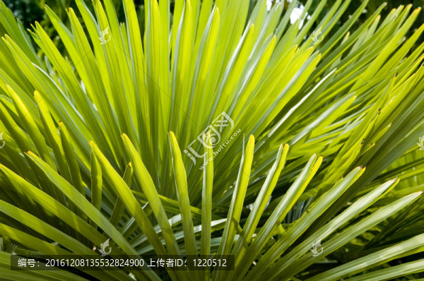 棕櫚樹