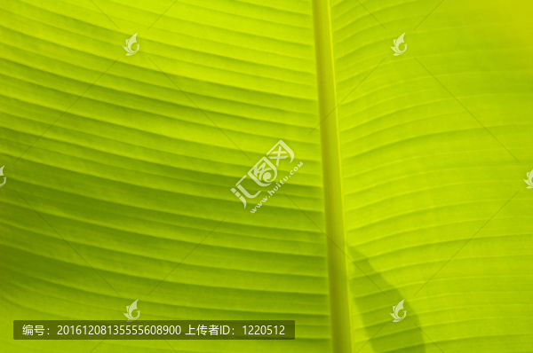 香蕉葉