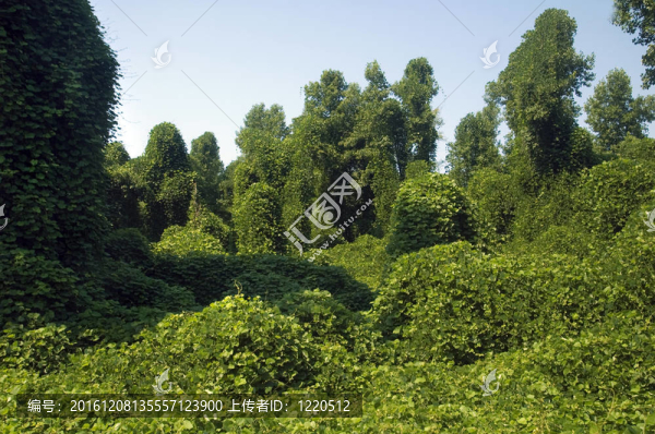 葛根