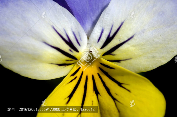 三色堇花