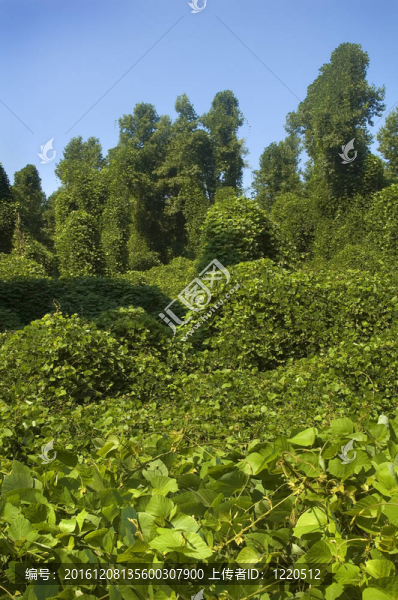 葛根